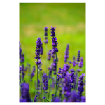 bright lavender